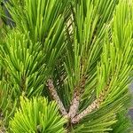 Pinus heldreichii Лист