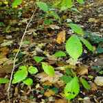 Carpinus cordata Habit