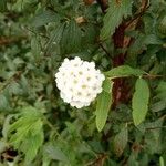 Spiraea cantoniensisFlower