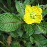 Ludwigia foliobracteolata Ďalší