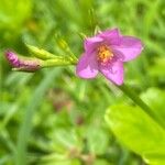 Talinum fruticosumFlower