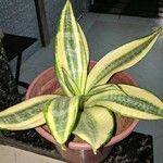 Sansevieria trifasciataList