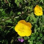 Ranunculus montanus Цветок