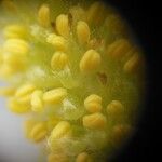 Salix × fragilis Flower