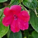 Impatiens wallerianaBlüte