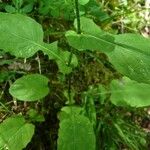 Crepis lampsanoides Leaf