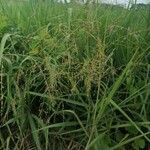 Panicum maximum Hoja