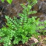 Cardamine impatiensBlad