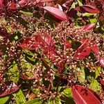 Photinia serrulata Lindl.Cvet