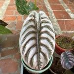 Alocasia cupreaLeaf