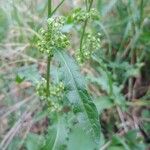 Rumex L.Folio