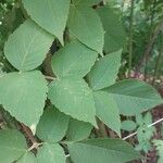 Dahlia imperialis Leaf