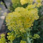 Thalictrum flavum Bloem