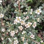 Cotoneaster microphyllus ফুল