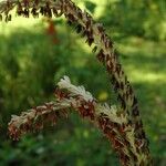 Tripsacum dactyloides Fruit