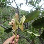 Cerberiopsis neriifolia Bloem