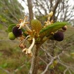 Guettarda scabra Fruit