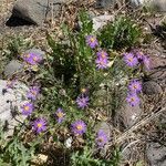 Machaeranthera tanacetifolia Hábito