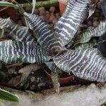 Cryptanthus zonatus Blad