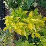 Coleus barbatus Leht