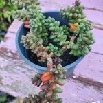 Sedum furfuraceum Лист