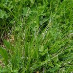 Nardus stricta Цвят