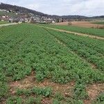 Brassica napus Агульны выгляд