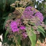 Callicarpa formosana फूल