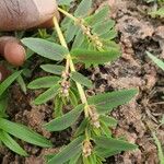 Euphorbia convolvuloides Blad