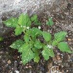 Solanum physalifolium Pokrój