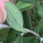 Cistus salviifoliusLeaf