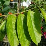 Aristolochia arborea Blad