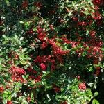 Pyracantha coccineaFrucht