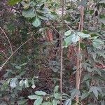 Catha edulis Συνήθη χαρακτηριστικά