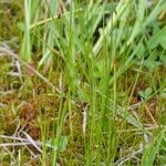 Carex chordorrhiza Habit