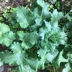 Eryngium giganteum Blatt