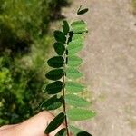 Pedicularis bracteosa 葉