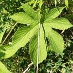 Humulus scandens Hoja