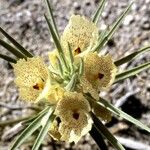 Mohavea confertiflora Flor