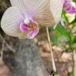 Cypripedium reginae Blüte