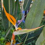 Strelitzia reginaeŽiedas