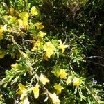 Genista pilosa Flower