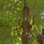 Averrhoa bilimbi Fruit