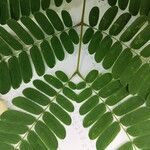 Albizia lebbeck Feuille