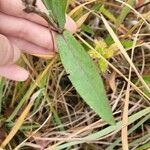 Symphyotrichum laeve Leaf