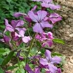 Lunaria annuaFlower