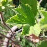 Pelargonium cucullatum Blad