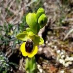 Ophrys lutea Kvet