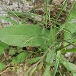 Epilobium montanum ഇല