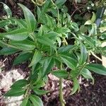 Sarcococca ruscifolia Foglia